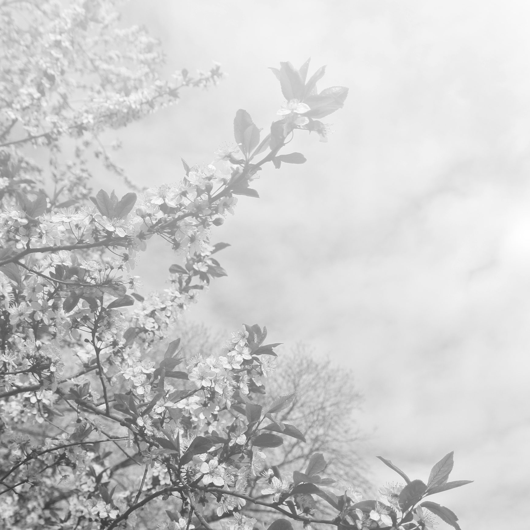 Misty Flora_iStock_000062729058_Medium